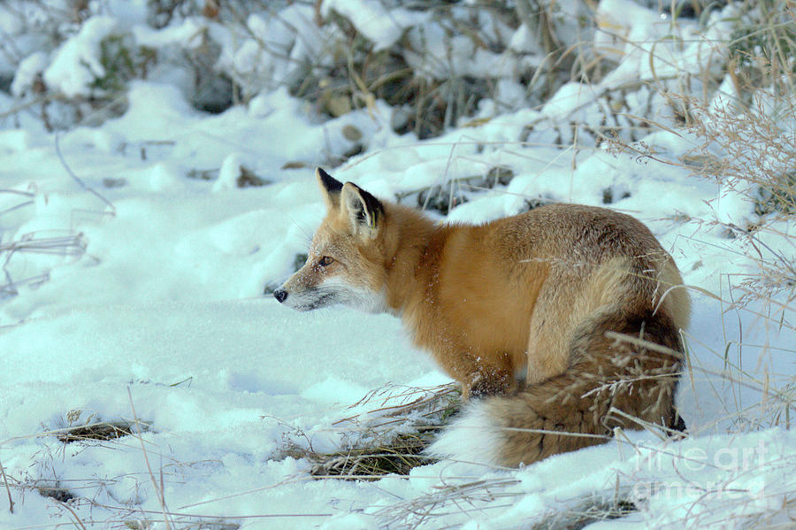 Snow Fox Intensity Photograph by Adam Jewell