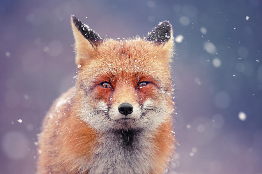 Winter Photograph - Snow Fox Series - Red Fox in Blue by Roeselien Raimond