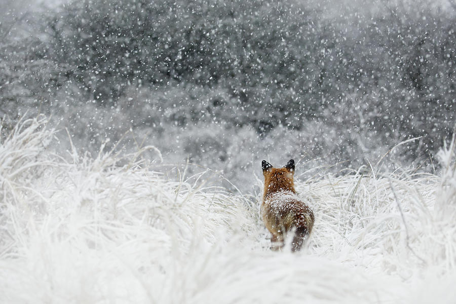 Animal Photograph - Snow Fox Series - The End....and a New Beginning by Roeselien Raimond