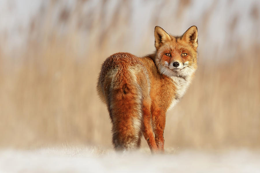 Snow Fox Series - The Look Photograph by Roeselien Raimond - Fine Art ...