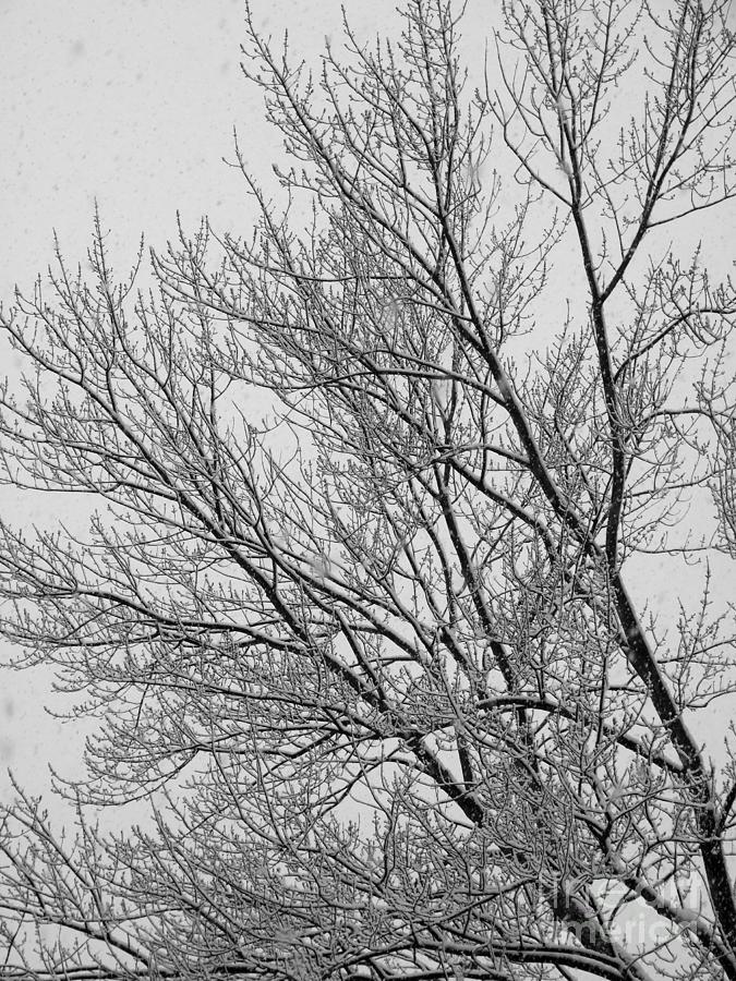 Snow Frosted Tree Photograph Photograph by Kristen Fox