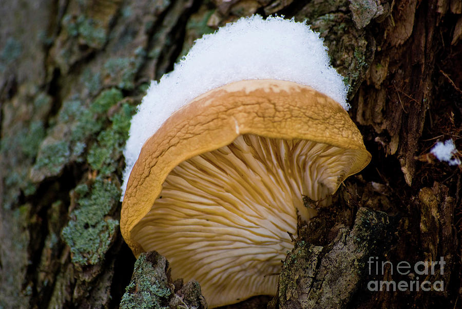Snow Fungus Botanical / Nature Photograph Photograph by PIPA Fine Art - Simply Solid