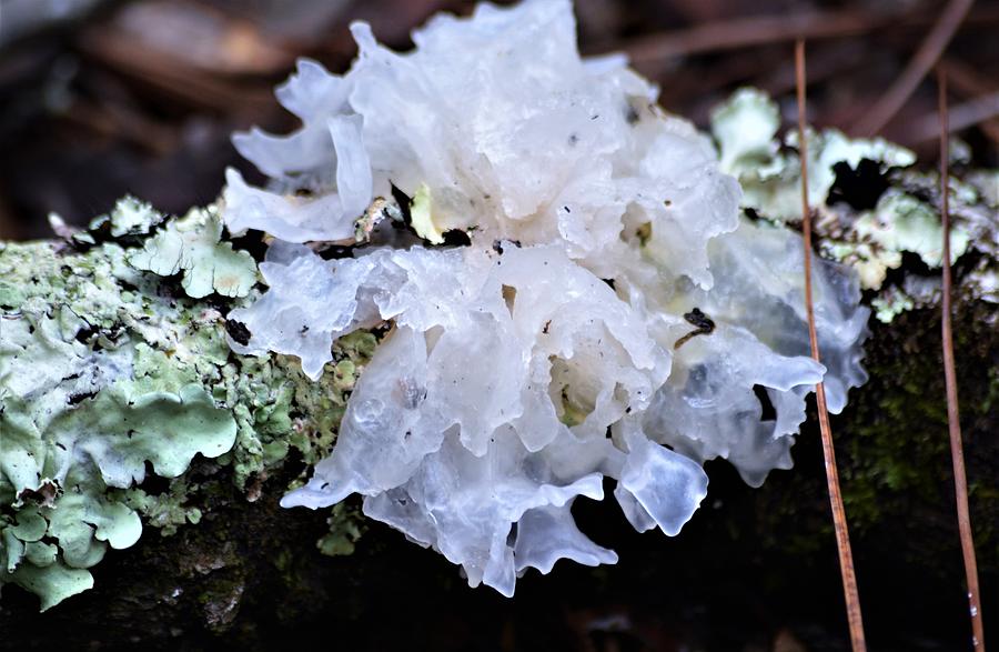 Snow Fungus on Lichens Photograph by Warren Thompson