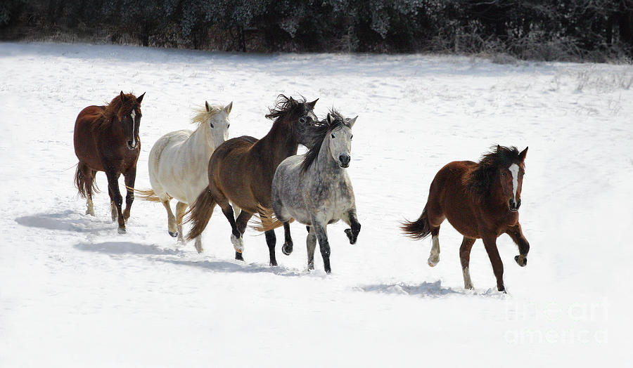 Snow Gallop Photograph by Art Cole