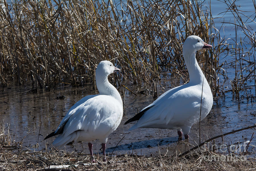 Snow Geese 2015 Photograph by John Greco