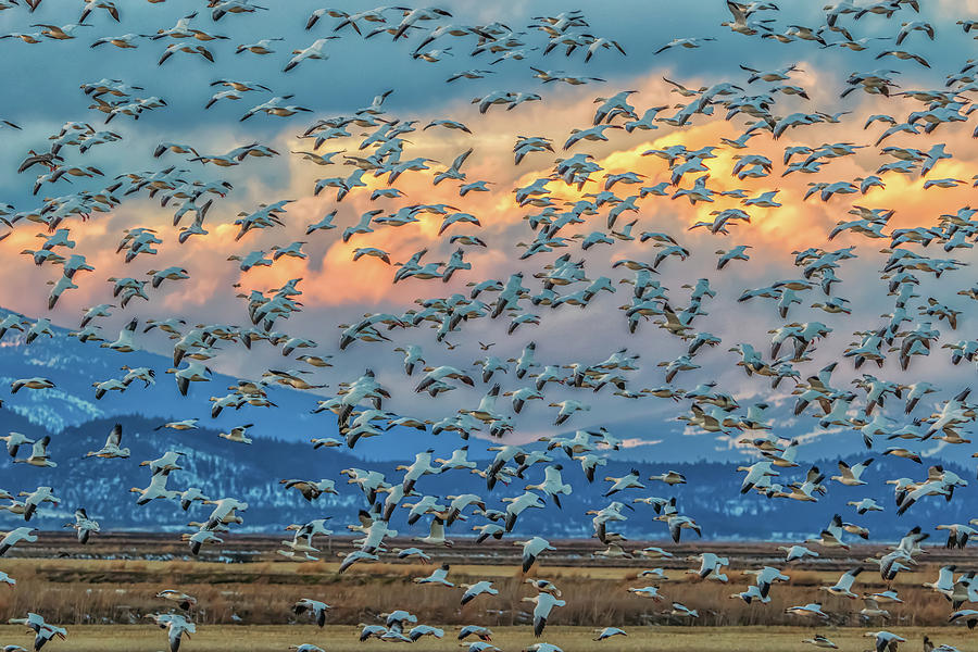Snow Geese and Clouds Photograph by Marc Crumpler