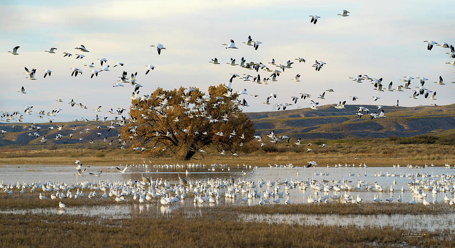 Snow Geese at Bosque Del Apache Photograph by Judi Dressler