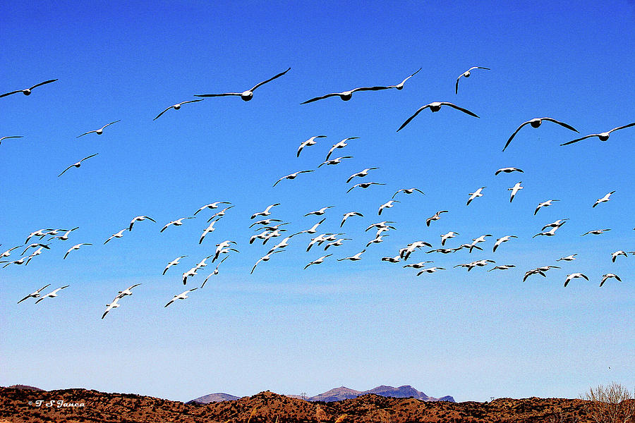 Snow Geese At Bosque Del Apache Digital Art by Tom Janca