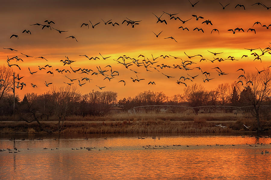 Snow Geese at Sunset Photograph by Susan Rissi Tregoning