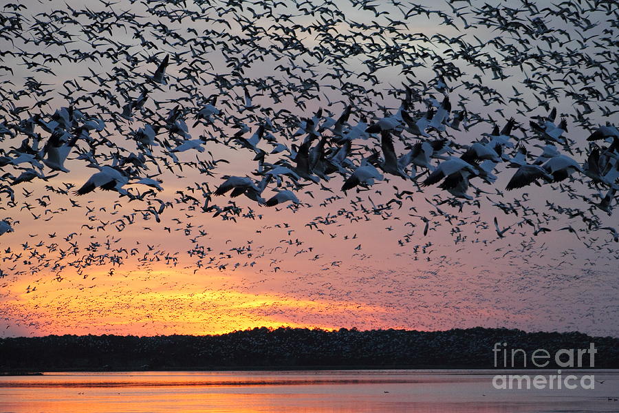 Bird Photograph - Snow Geese at Sunset by Ursula Lawrence