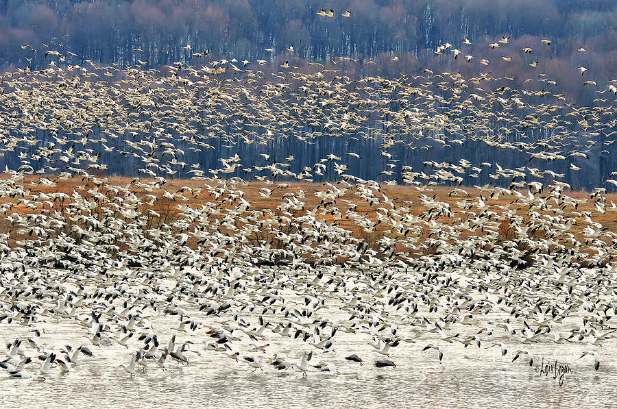 Geese Photograph - Snow Geese At Willow Point by Lois Bryan