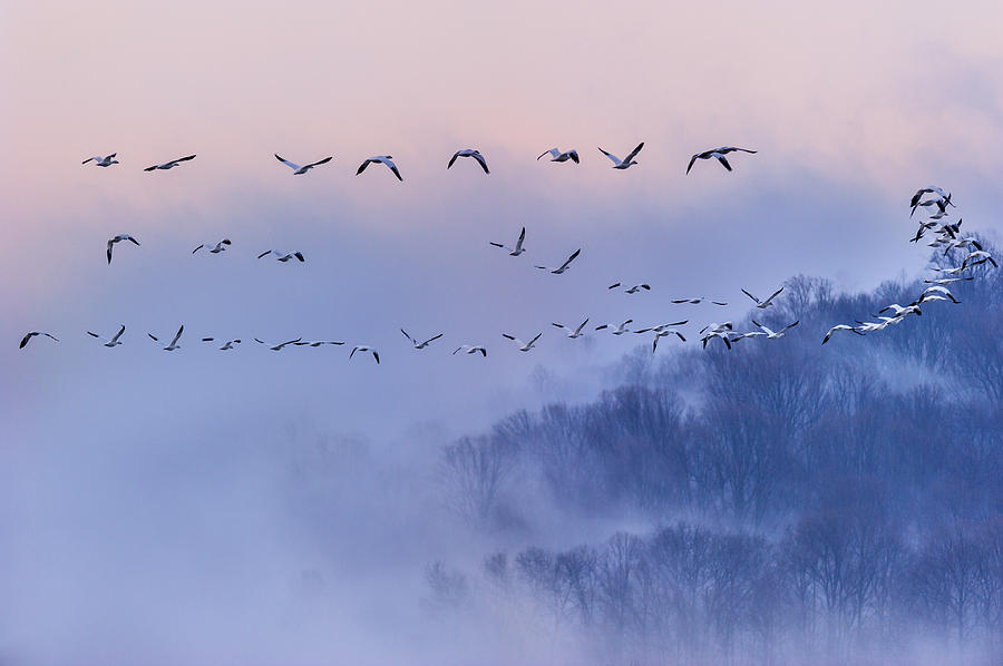 Nature Photograph - Snow Geese by Austin Li