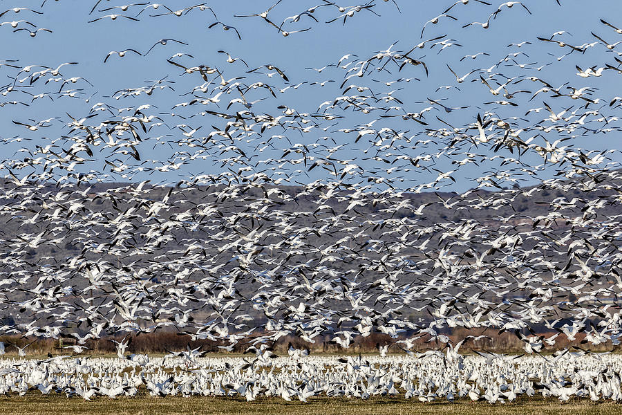 Snow Geese Blastoff Photograph by Wes and Dotty Weber