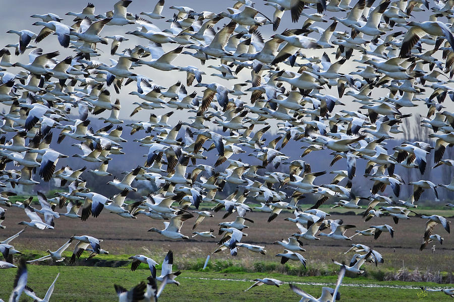 Snow Geese Cloud Photograph by Rick Lawler