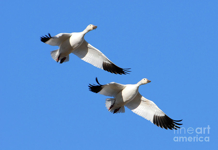 Snow Geese Photograph by Dennis Hammer