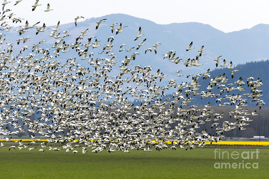 Geese Photograph - Snow Geese Exodus by Michael Dawson