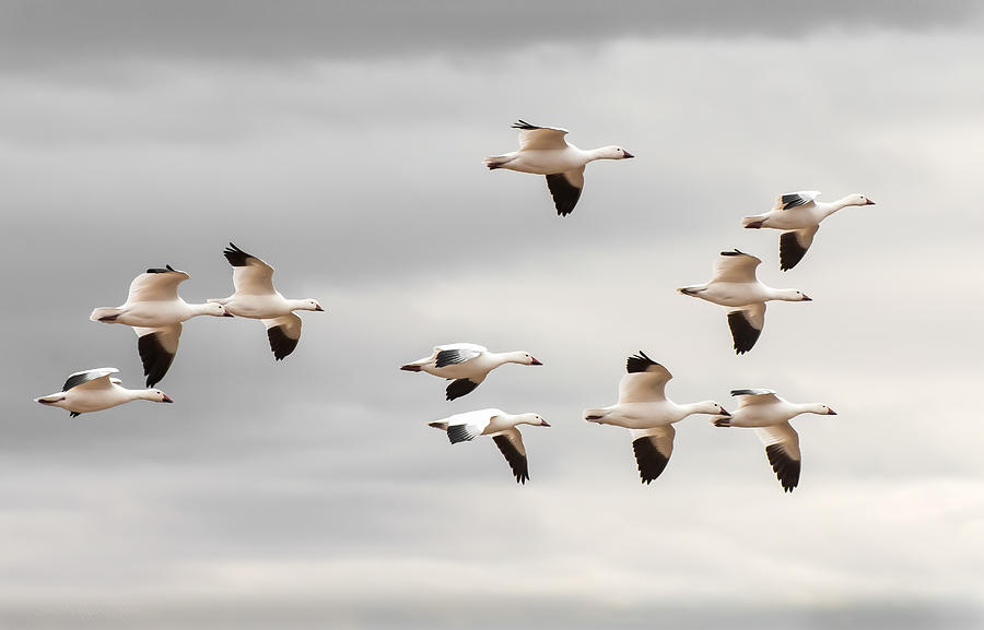 Snow Geese Flight Photograph by Britt Runyon