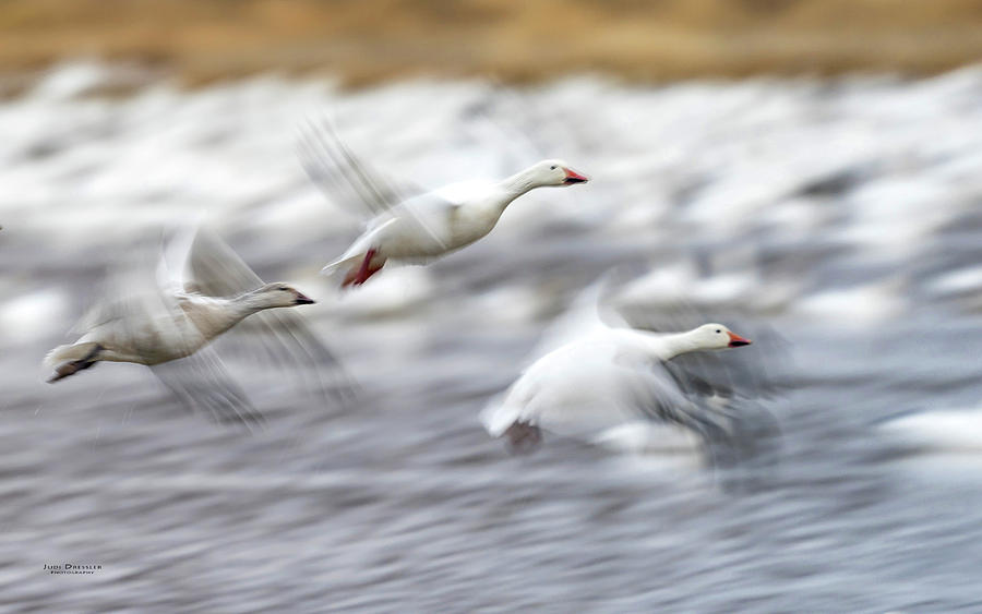 Snow Geese Flight Motion Blur Photograph by Judi Dressler