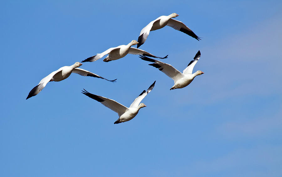 Snow Geese formation Photograph by Elvira Butler