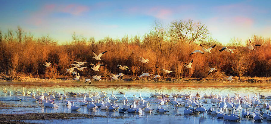 Bird Photograph - Snow Geese Flyout by Priscilla Burgers