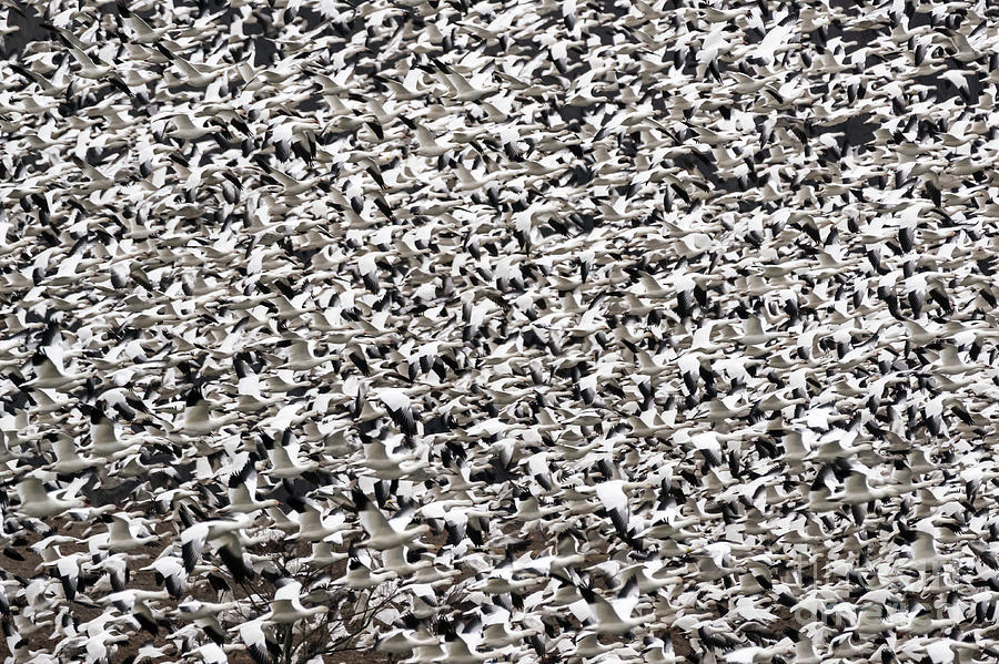 Snow Geese Frenzy - Middle Creek, PA Photograph by Craig Shaknis