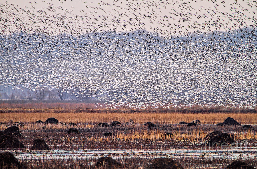 Snow Geese Galore Photograph by Elizabeth Winter