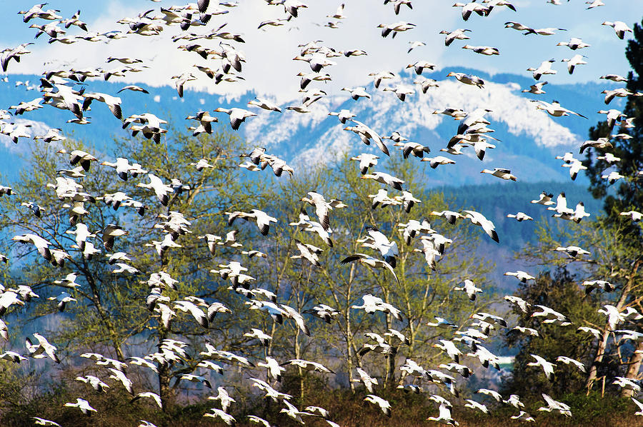 Snow Geese  Photograph by Hisao Mogi