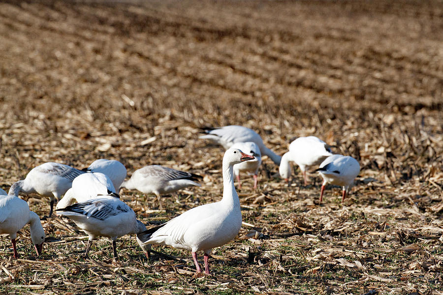 Snow Geese in a corn field. Photograph by Allan Levin