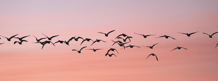Snow Geese in flight at sunrise Bosque Del Apache NM Photograph by Harold Stinnette