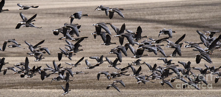 Geese Photograph - Snow Geese In Flight by Bob Christopher