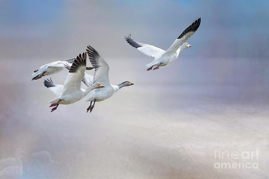 Geese Photograph - Snow Geese in Flight by Bonnie Barry