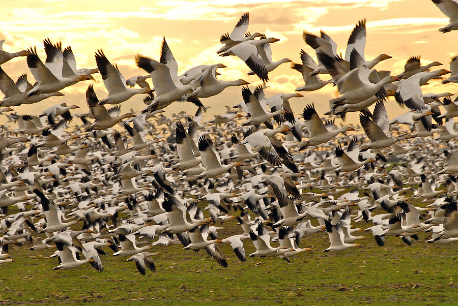 Snow Geese in Flight Photograph by Craig Perry-Ollila