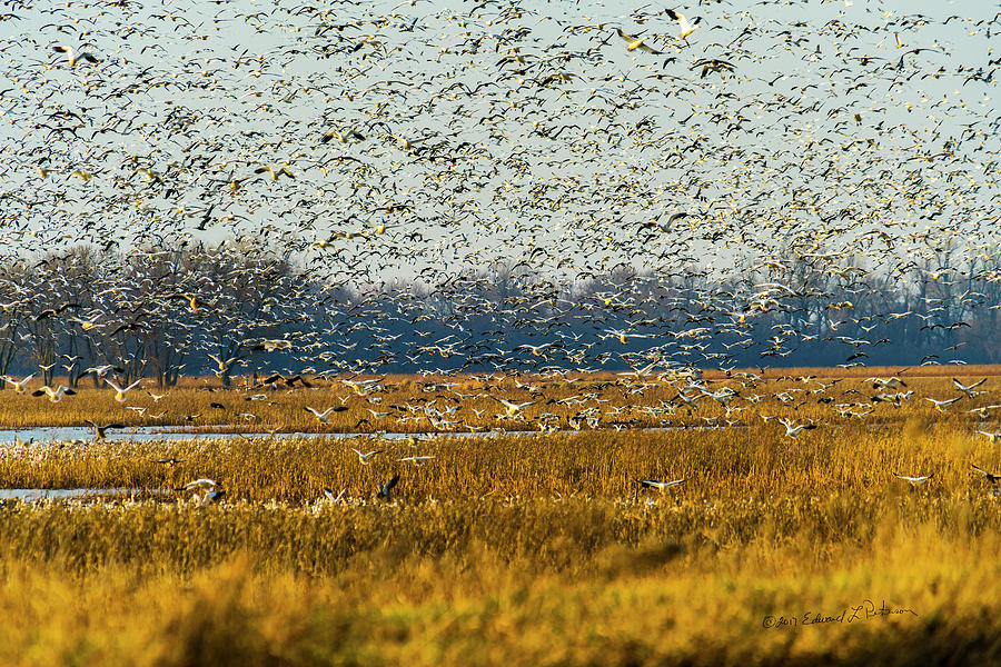 Snow Geese In Flight Photograph by Ed Peterson