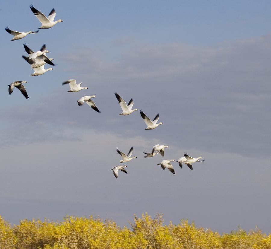 Wildlife Photograph - Snow Geese In Flight by Elvira Butler