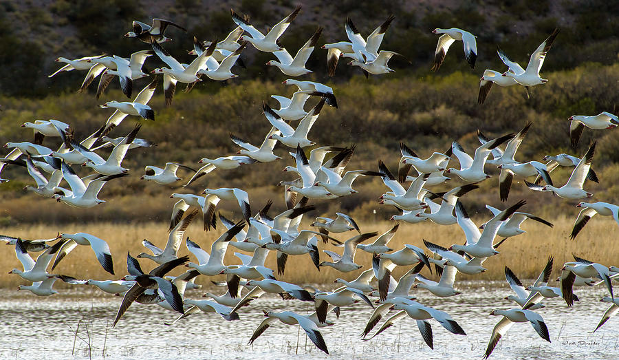 Snow Geese Flock In Flight Photograph