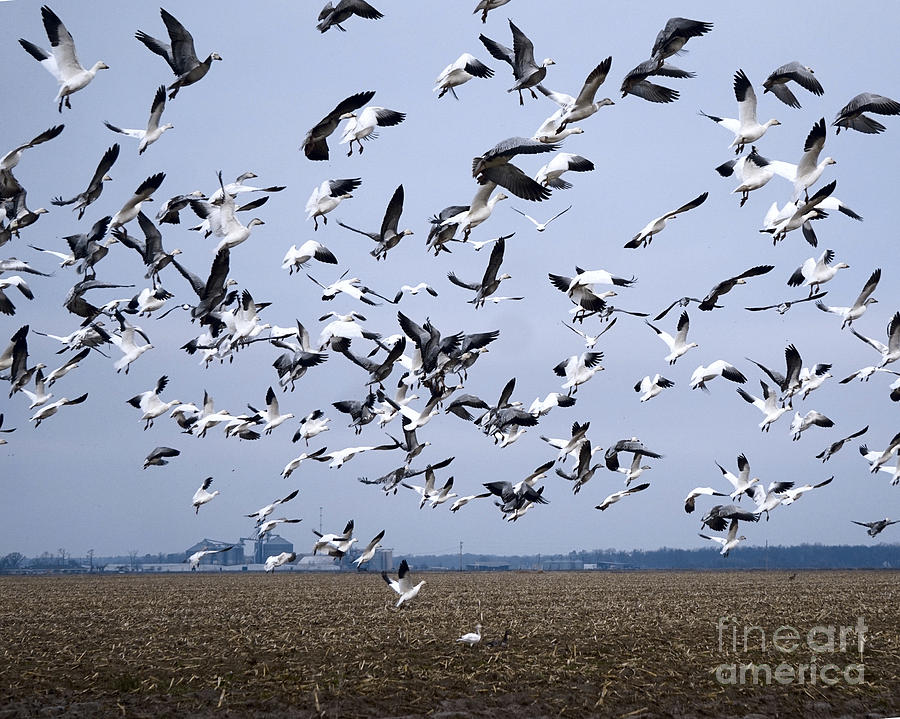 Snow Geese in Flight Photograph by Karen Beasley