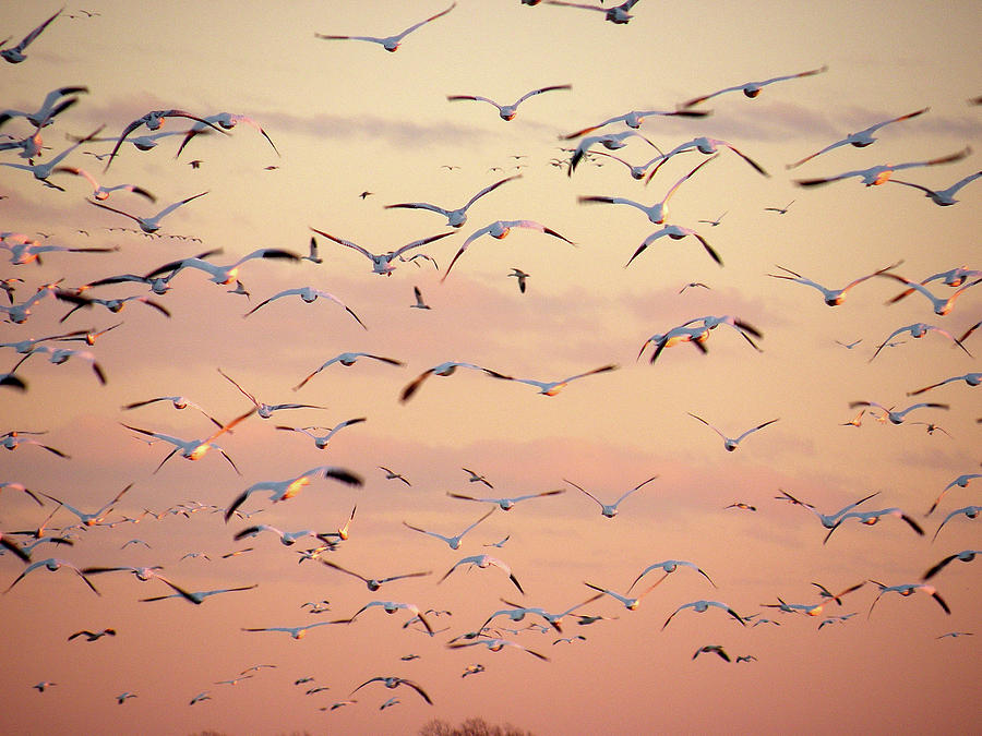 Snow Geese in Flight Photograph by Kim Bemis