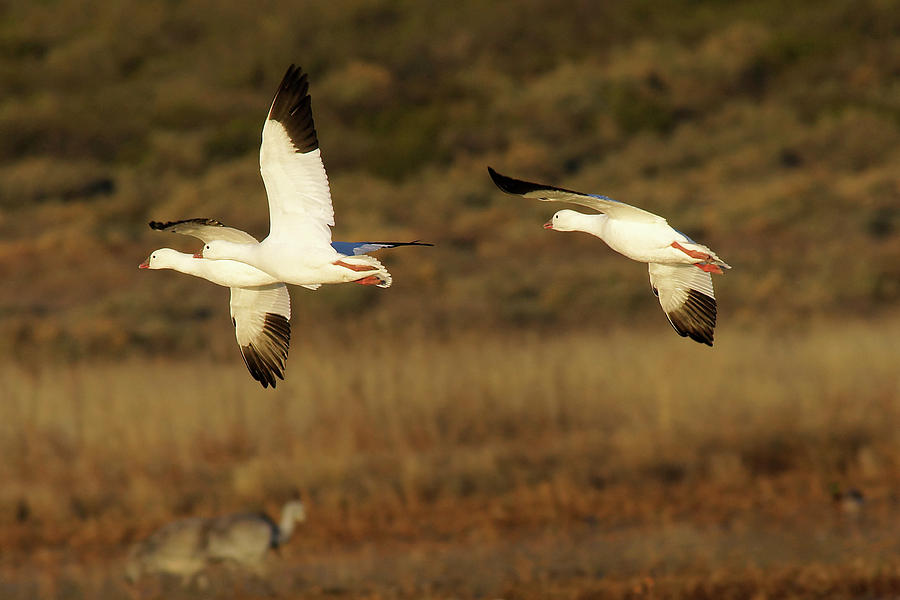 Snow Geese In Flight Photograph by Leda Robertson