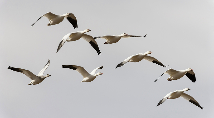 Snow Geese in Flight Photograph by Loree Johnson