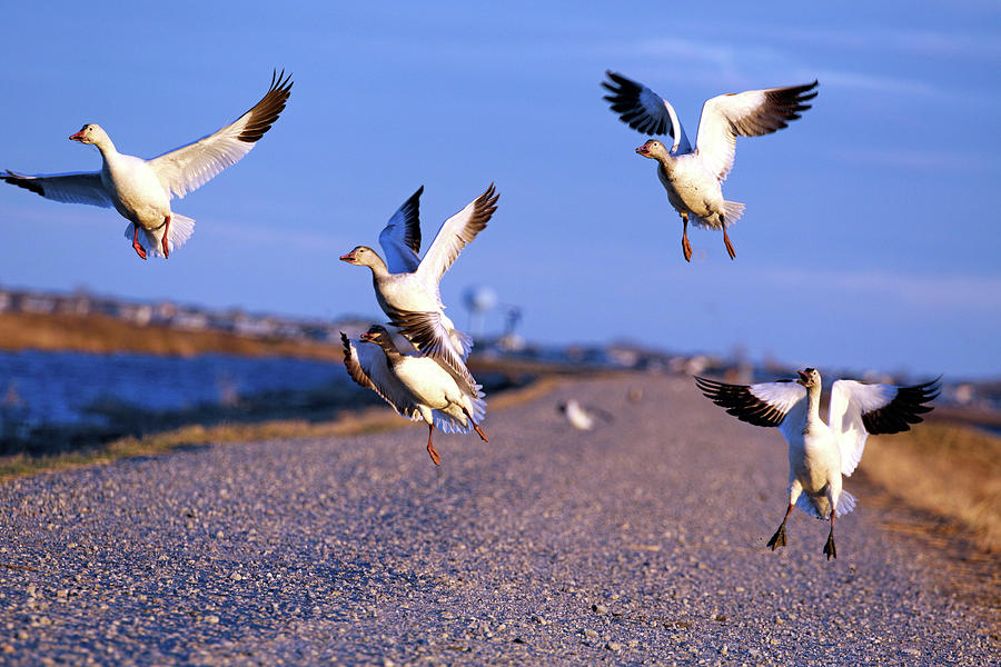Geese Photograph - Snow Geese in Flight by Raakesh Blokhra