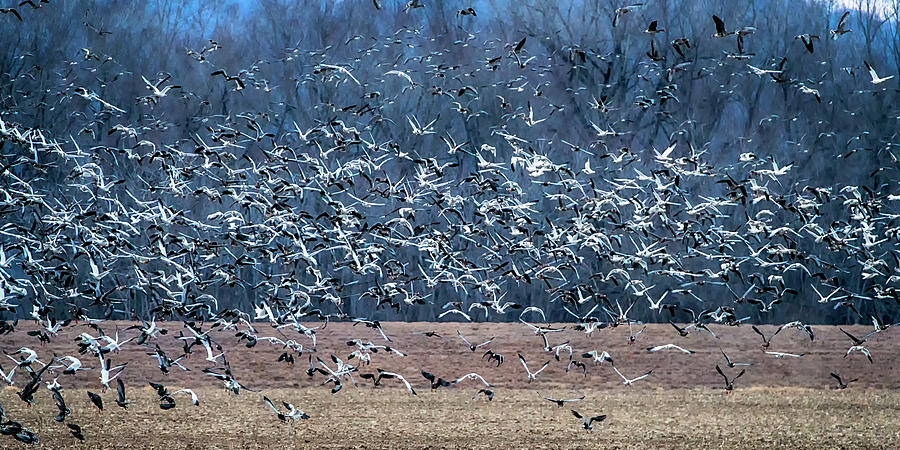 Snow Geese in Pike County MO 7R2_DSC5254_01282018 1x2 ratio Photograph by Greg Kluempers