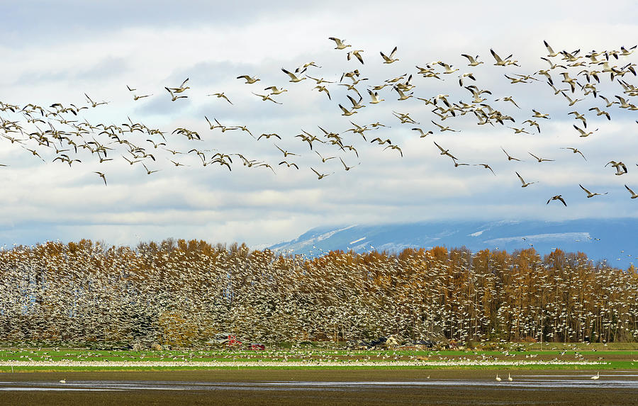 Snow Geese in Skagit Valley Digital Art by Michael Lee