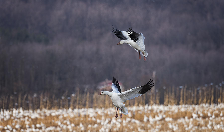 Snow Geese Landing Photograph by Dennis Kowalewski
