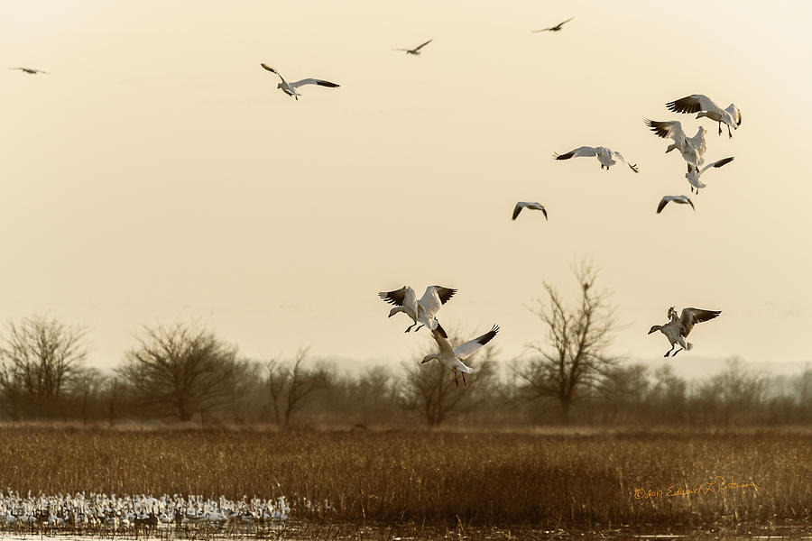 Snow Geese Landing Photograph by Ed Peterson