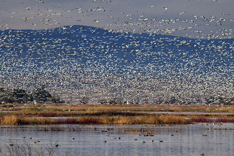 Snow Geese Landing Photograph by Frank Wilson