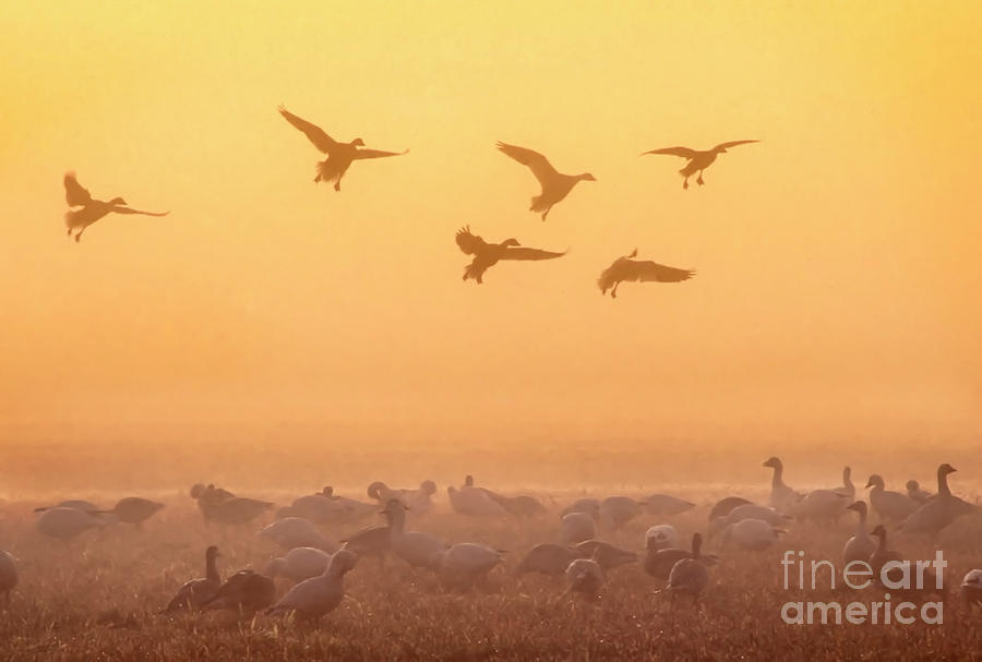 Snow Geese Landing In Fog Photograph by Jim Block