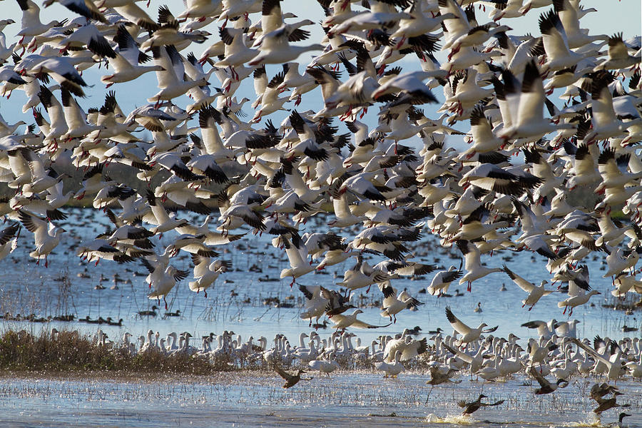 Snow Geese Lift Off Photograph by Mark Miller