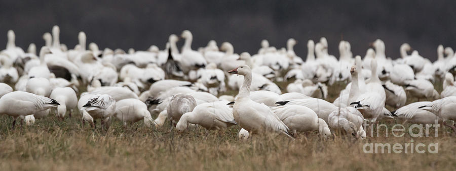 Snow Geese - Middle Creek, PA Photograph by Craig Shaknis