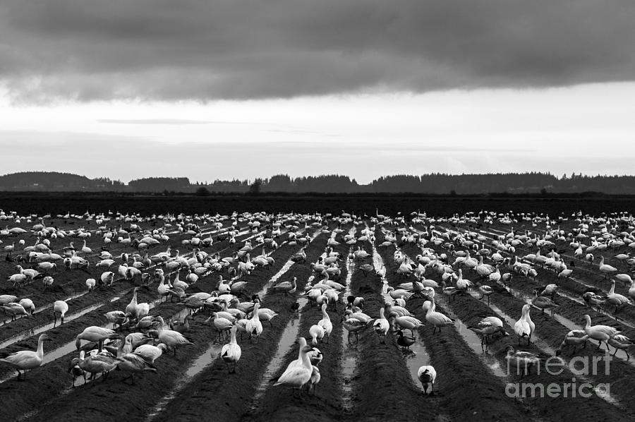 Snow Geese Migration in Muddy Fields Photograph by Jim Corwin