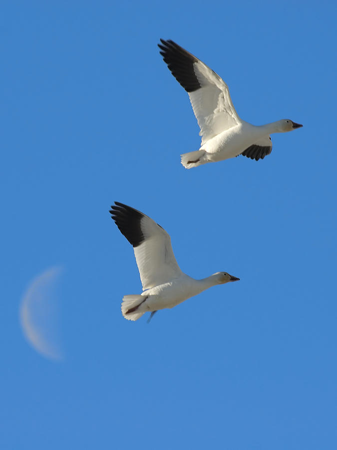 Geese Photograph - Snow Geese Moon by Gary Beeler